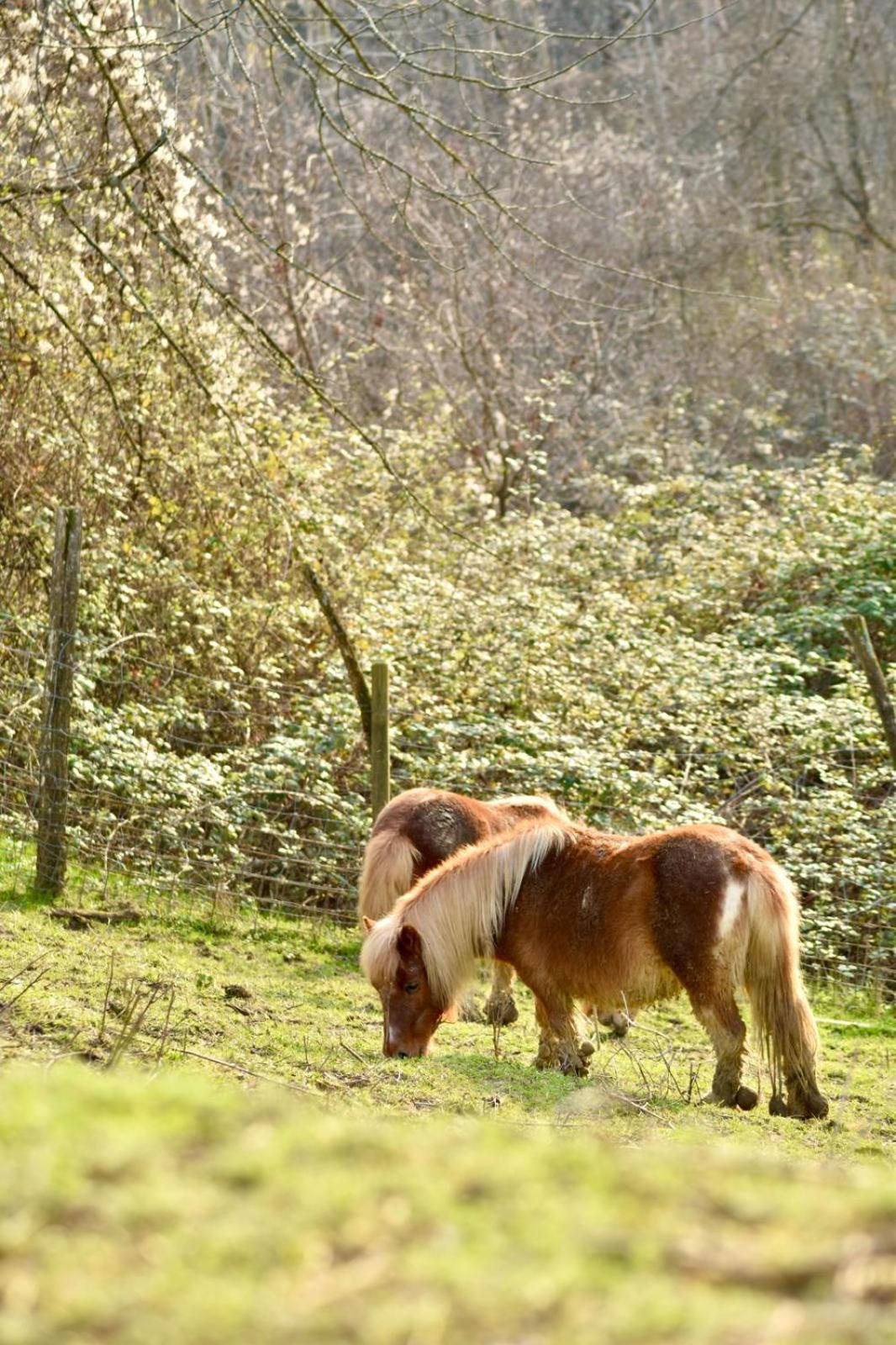 Agriturismo Le Noci Tarzo Dış mekan fotoğraf