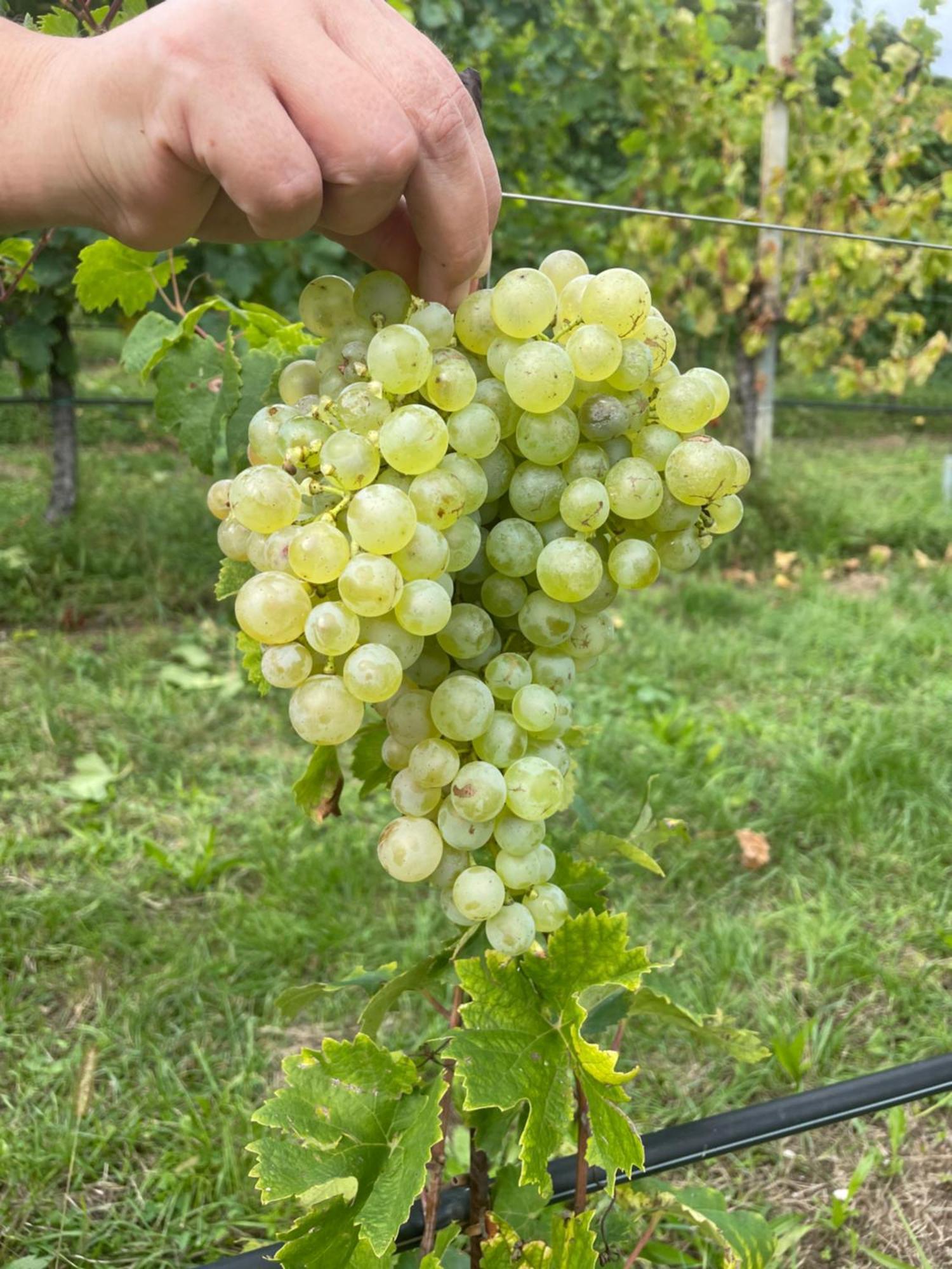 Agriturismo Le Noci Tarzo Dış mekan fotoğraf