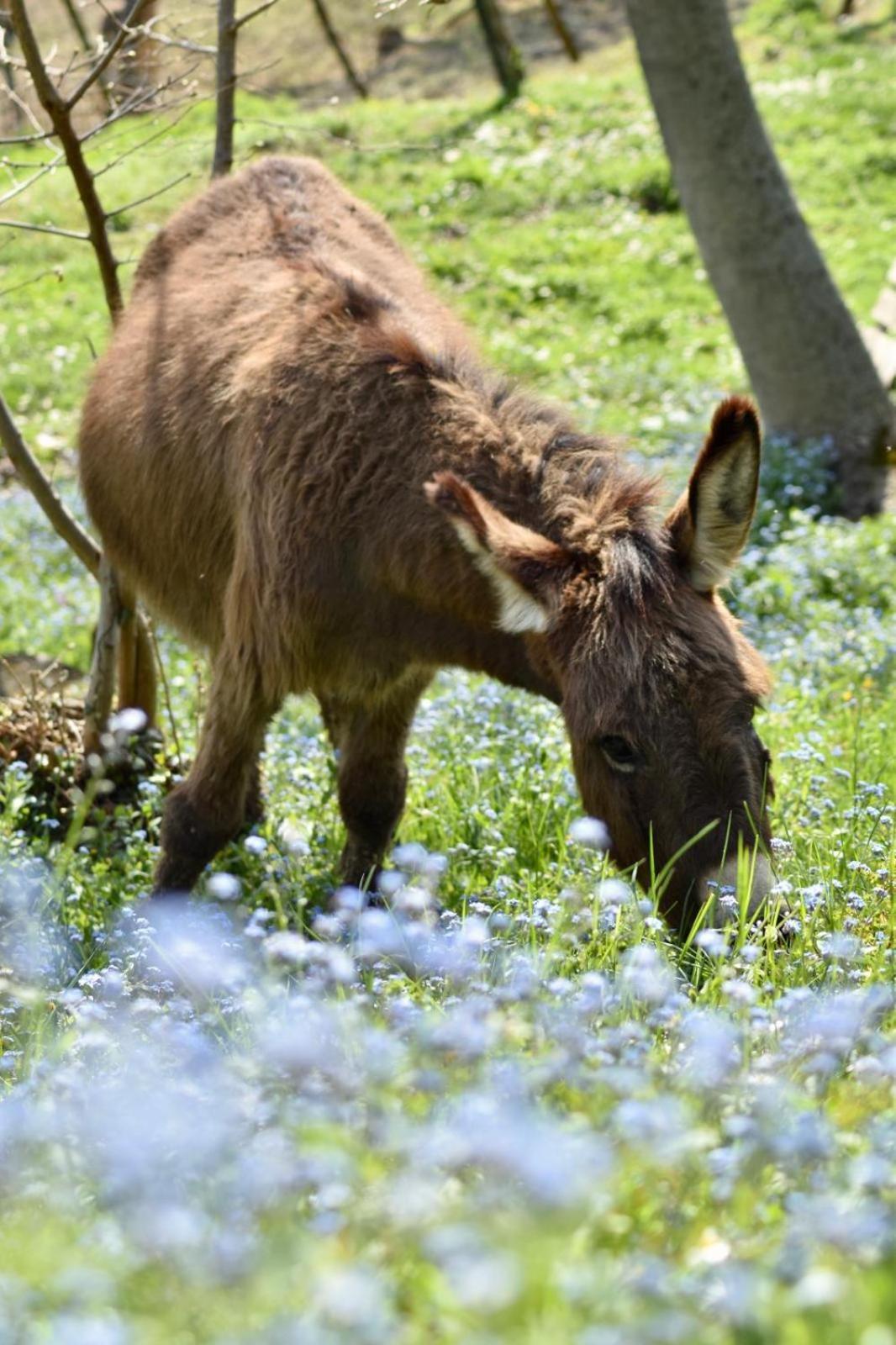 Agriturismo Le Noci Tarzo Dış mekan fotoğraf